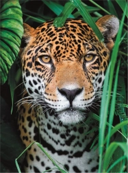 Puzzle 500 Teile High Quality, Jaguar im Dschungel