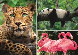 Puzzle Tiere – Collage 1000 Teile EKO