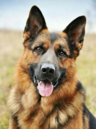 Diamantmalerei Deutscher Schäferhund 30x40 cm