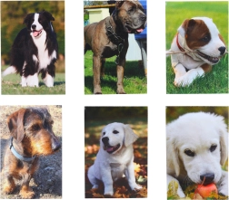 Kleines Notizbuch Hund 40 Blätter