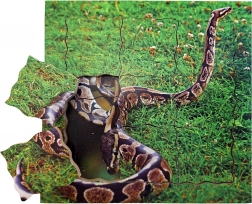 Just Jigsaws Hatte einen Lebenszyklus aus geschichteten Holzpuzzles