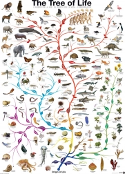 Puzzle EUROGRAPHICS Baum des Lebens 1000 Teile