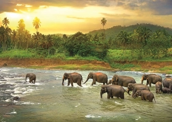 EUROGRAPHICS Puzzle Save Our Planet: Regenwald 1000 Teile