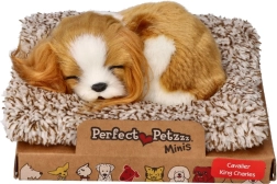 Schlafendes Welpen Cavalier King Charles Perfect Petzzz