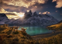 Puzzle Chile Lamy Guanako 1000 Teile