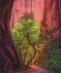 Puzzle mit 1000 Teilen – Canyon