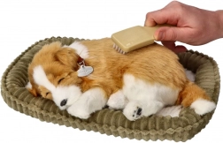 atmendes Border-Collie-Welpen zur Adoption