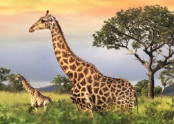 Puzzle Giraffenfamilie 1000 Teile