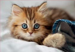 Puzzle Kätzchen EDUCA 200 Teile