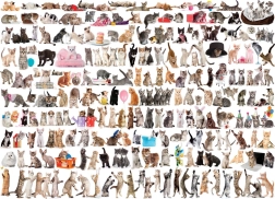 EUROGRAPHICS Puzzle Welt der Katzen 1000 Teile