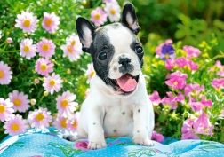 Puzzle 500 Teile French Bulldog Puppy