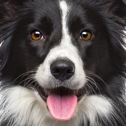 Quadratisches Puzzle Q Animal: Hund 66 Teile