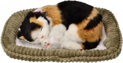 Atmendes dreifarbiges Kätzchen im Körbchen