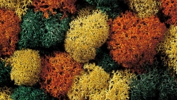 Dekoratives Moos Herbst von Noch