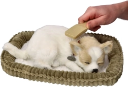 Schnarchendes Chihuahua-Welpen