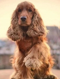 Diamantmalerei – Gruß vom Cocker Spaniel 30 × 40 cm