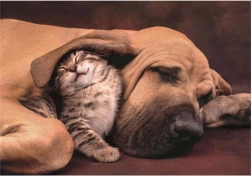 Puzzle Mazlení 500 Teile