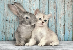 Puzzle 500 Teile Compact Katze und Kaninchen