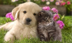 Diamantmalerei Hund und Katze 30 × 40 cm