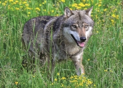 Ravensburger Puzzle Furchtloser Wolf 1000 Teile