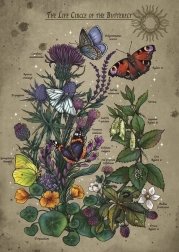 Puzzle Lebenszyklus eines Schmetterlings 1000 Teile