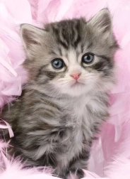 Puzzle Niedliches Kätzchen 500 Teile