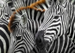 Puzzle Zebras 1000 Teile