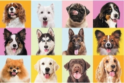 Puzzle 60 Teile – niedliche Welpen TREFL