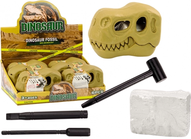 Archäologische Ausgrabungen Dinosaurier Fossilien Schädel