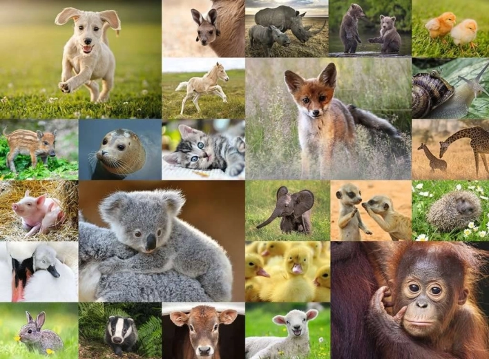 RAVENSBURGER Puzzle – Tierbabys 200 Teile XXL