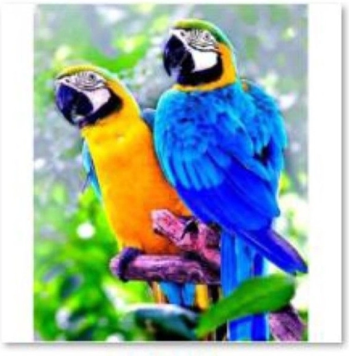 Diamantstickerei (Diamond Painting) zwei Papageien 30 × 40 cm – 1 Stück