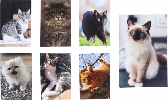Katzen Notizblock Klein 40 Blätter