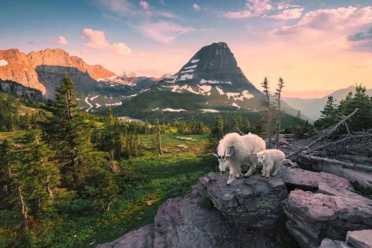 Ravensburger Puzzle Alpenziegen – 3000 Teile