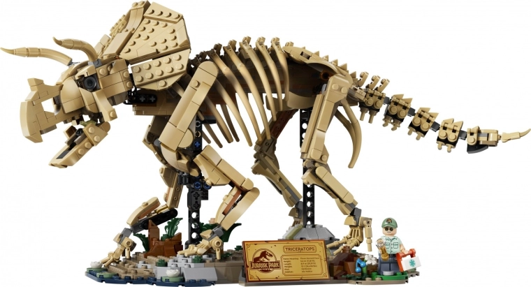Detailliertes Triceratops-Skelett als Ausstellungsmodell