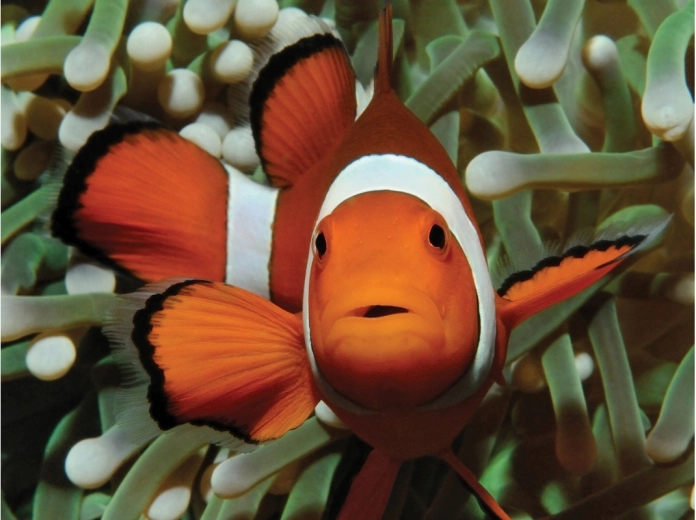 Bezauberndes Motiv aus der Unterwasserwelt