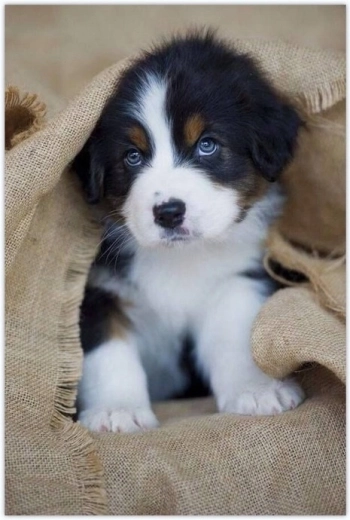 Norimpex Malen nach Zahlen Welpe unter einer Decke 40 × 50 cm