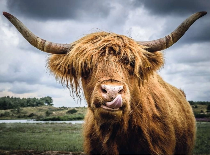 Ravensburger Puzzle Moments Highland Cattle 300 Teile
