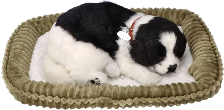 Atmender Border-Collie-Welpe zur Adoption