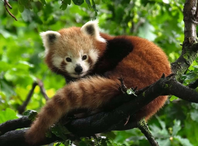 Puzzle Panda Rot von Ravensburger