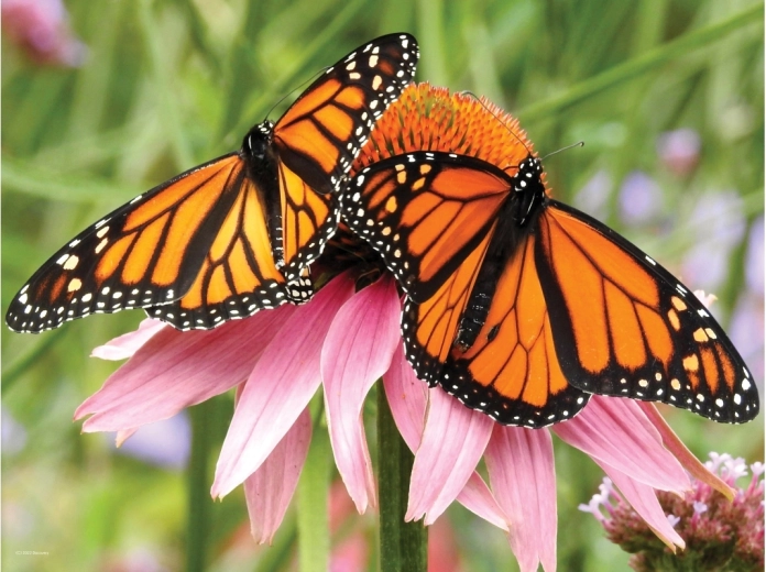 Realistischer 3D-Effekt der Schmetterlinge