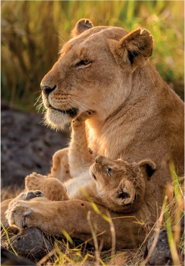 CLEMENTONI Puzzle Katzenliebe 500 Teile