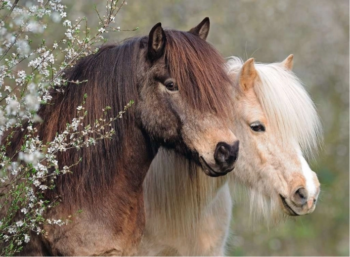 Ravensburger Puzzle Perfect Ponies 150 Teile
