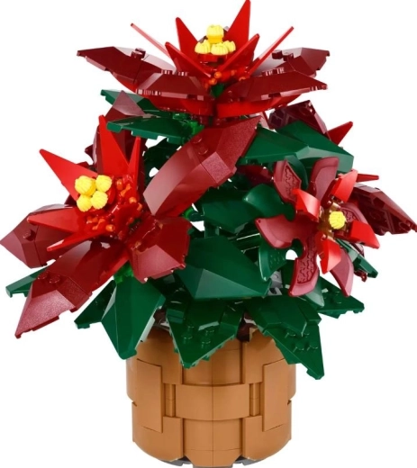 Detailreiche Poinsettie Grande Italia in einem geflochtenen Blumentopf