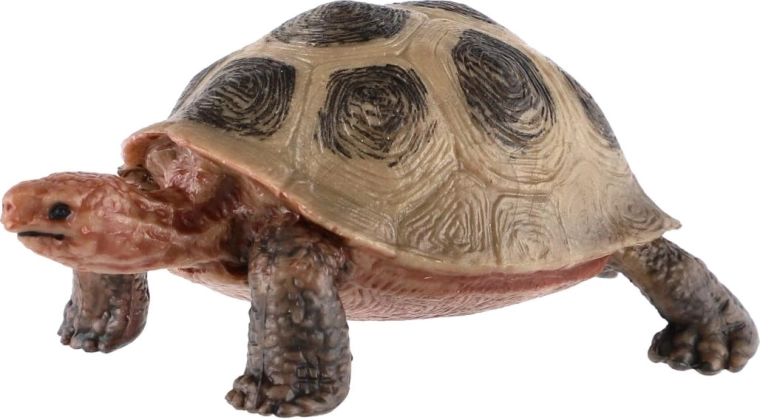 Realistisches Aussehen der Schildkröte