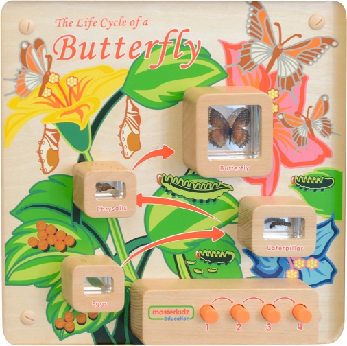 Wand-Lerntafel – Lebenszyklus des Schmetterlings MASTERKIDZ