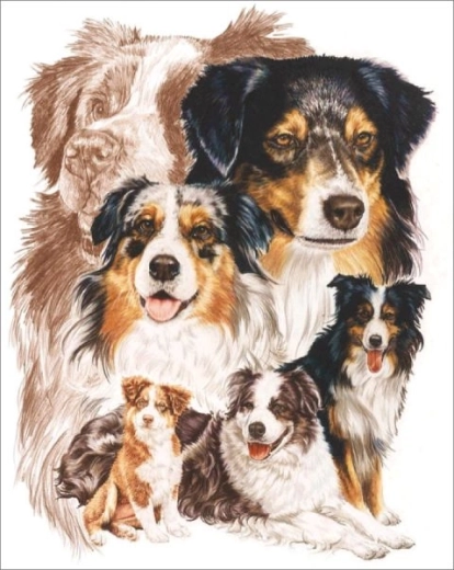 Diamantmalerei – Hund Australian Shepherd 30 × 40 cm - 1 Stück