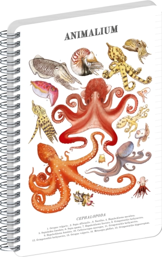 Notique Spiralblock Animalium – Kopffüßer, liniert, A5