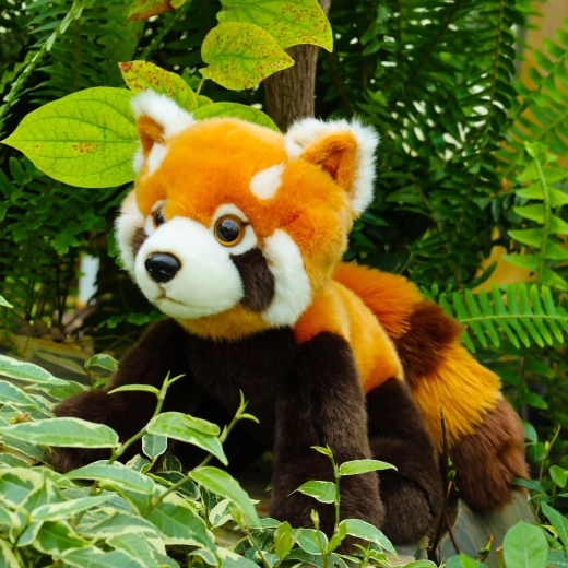 Realistische Details des Roten Pandas