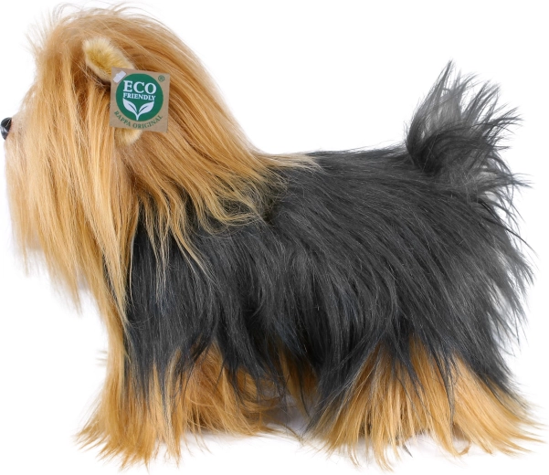 Detailgetreues Aussehen eines Yorkshire-Terriers