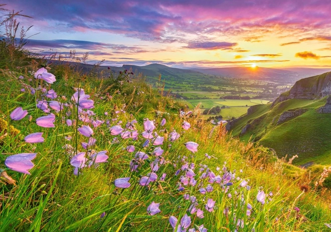 Puzzle Hasenglöckchen bei Sonnenaufgang 500 Teile
